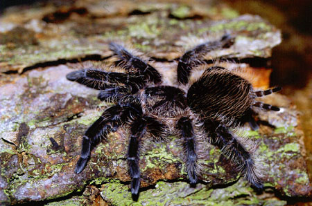  Brachypelma albopilosum ID = 