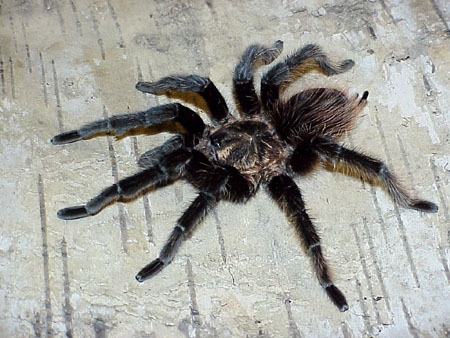  Brachypelma albopilosum ID = 