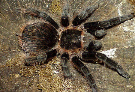  Brachypelma angustum ID = 