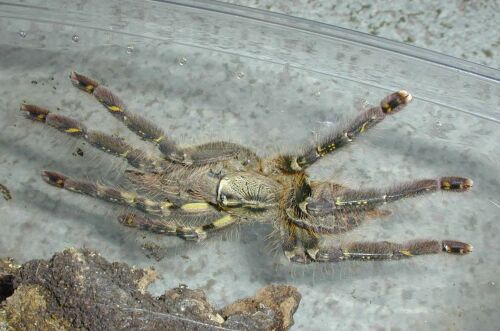  Poecilotheria ornata ID = 