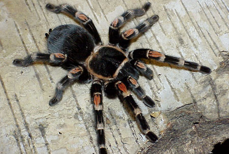  Brachypelma auratum ID = 