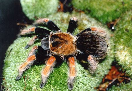  Brachypelma boehmei ID = 