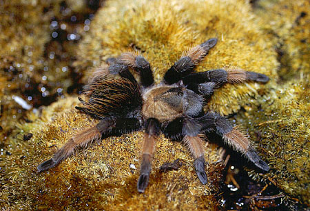  Brachypelma emilia ID = 