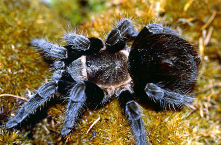  Brachypelma epicureanum ID = 