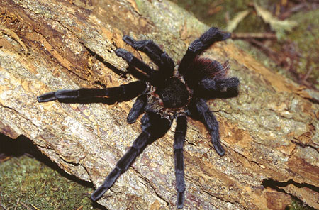  Brachypelma epicureanum ID = 