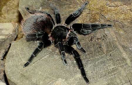  Brachypelma sabulosum ID = 