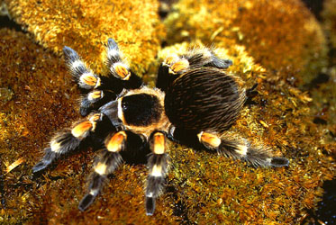  Brachypelma smithi ID = 