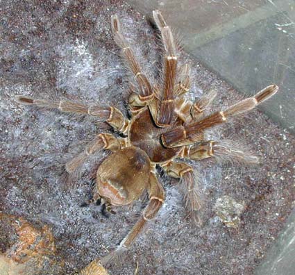  Theraphosa blondi ID = 