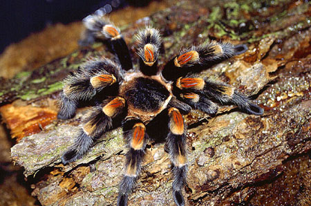  Brachypelma smithi ID = 