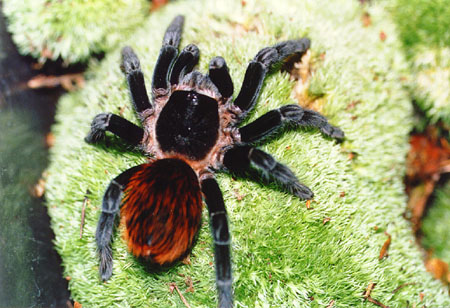  Brachypelma vagans ID = 