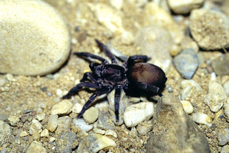  Chaetopelma karlamani ID = 