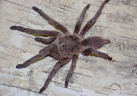  Chilobrachys huahini ID = 