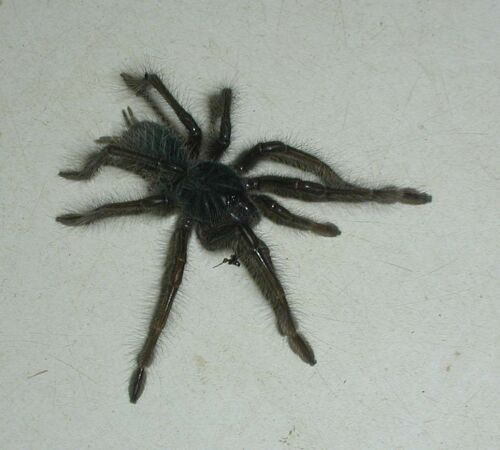  Theraphosa blondi ID = 