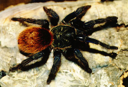  Chromatopelma cyanopubescens ID = 