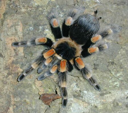  Brachypelma smithi ID = 