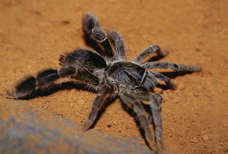  Eucratoscelus pachypus ID = 