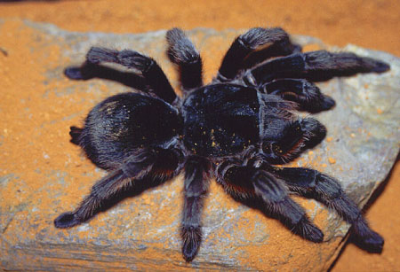  Grammostola alticeps ID = 