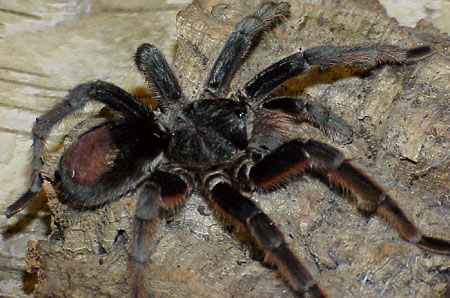  Grammostola alticeps ID = 