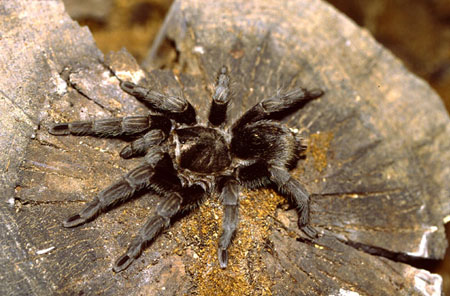  Grammostola fossor ID = 