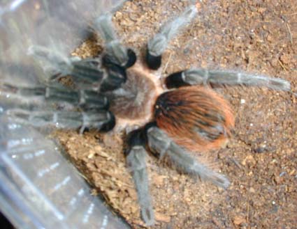  Brachypelma vagans ID = 