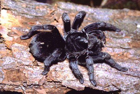  Grammostola pulchra ID = 