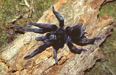  Grammostola pulchra ID = 