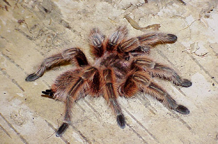  Grammostola rosea ID = 