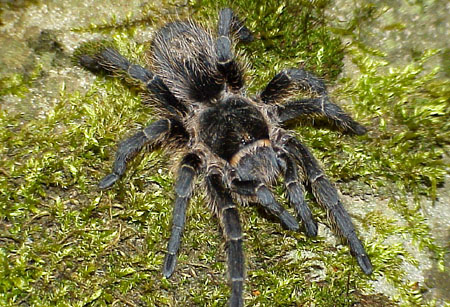  Grammostola vachoni ID = 