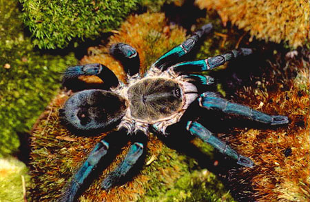  Haplopelma lividum ID = 