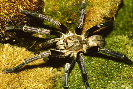  Haplopelma lividum ID = 