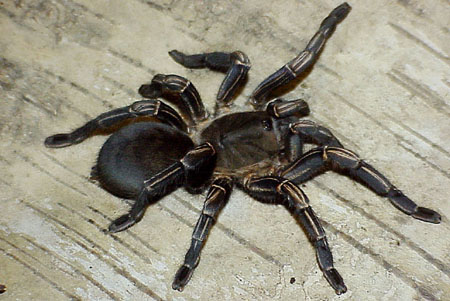  Haplopelma albostriatus ID = 