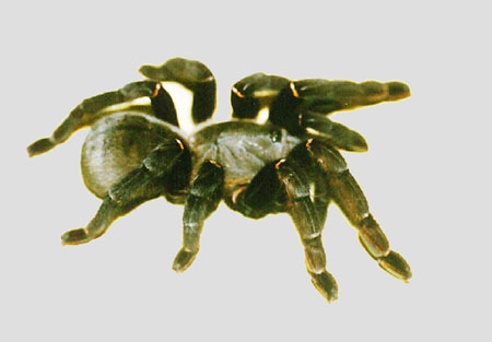  Haplopelma aureopilosum ID = 