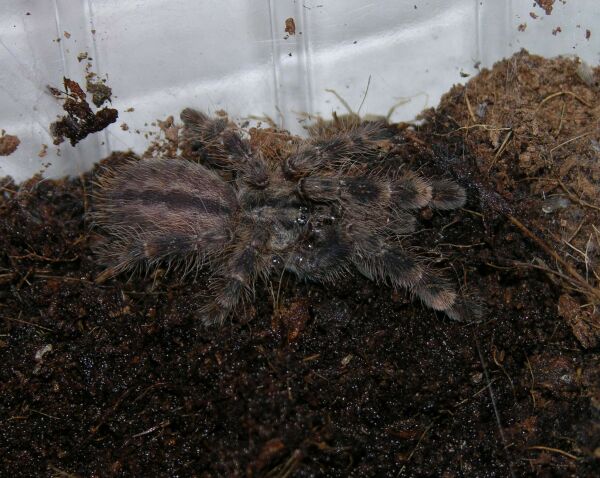  Poecilotheria pedersenis ID = 