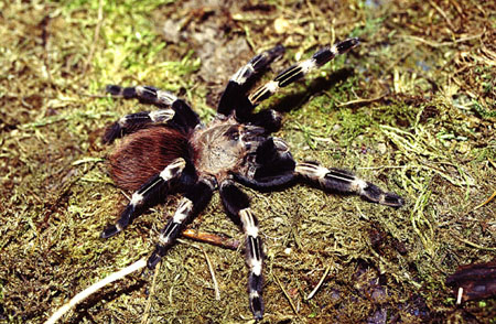  Lasiodora cristata ID = 