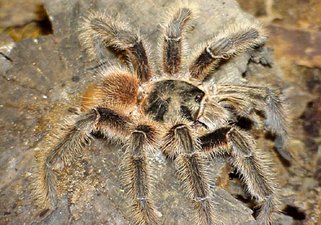  Lasiodora difficilis ID = 