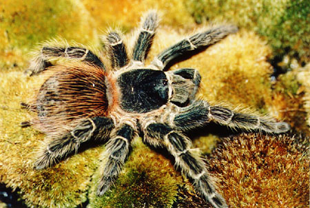  Lasiodora klugi ID = 