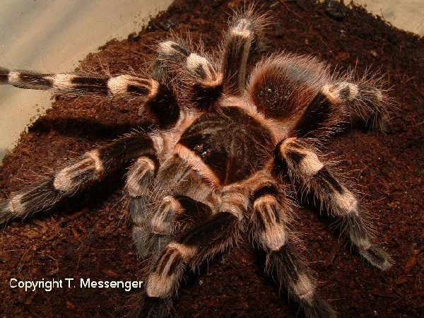  Acanthoscurria geniculata ID = 