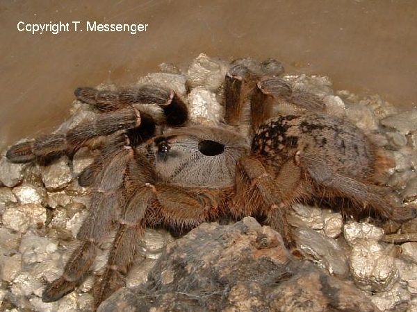  Ceratogyrus sanderi ID = 