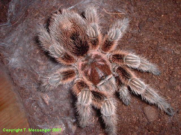  Grammostola rosea ID = 