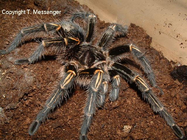  Grammostola aureostriata Argentina ID = 