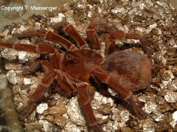  Theraphosa blondi ID = 