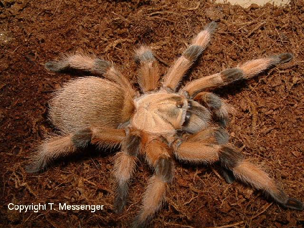  Aphonopelma moderatum ID = 