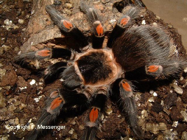  Brachypelma auratum ID = 