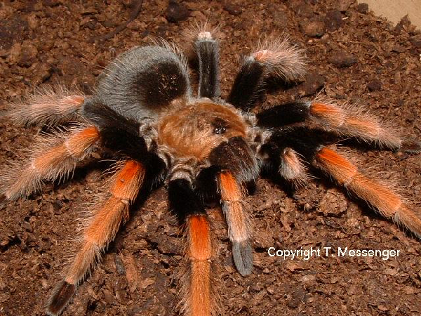  Brachypelma boehmei ID = 