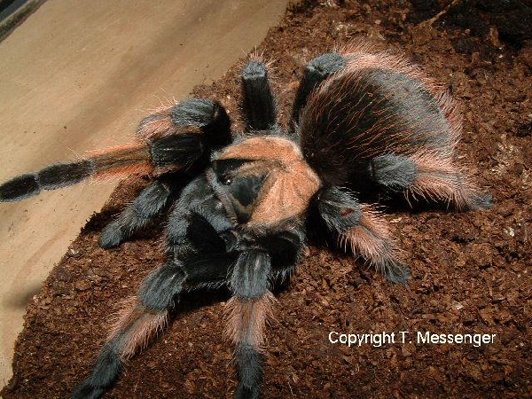  Brachypelma emilia ID = 