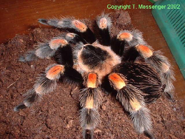  Brachypelma smithi ID = 