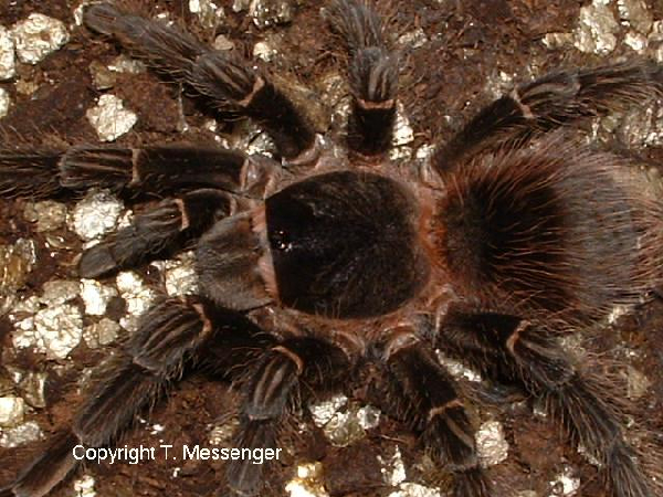  Lasiodora parahybana ID = 