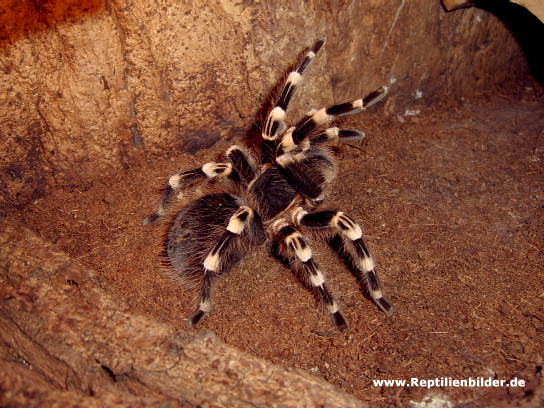  Acanthoscurria geniculata ID = 