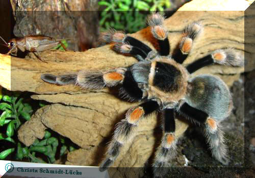  Brachypelma smithi, Mexico "Angel" ID = 