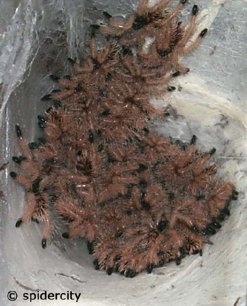  Avicularia velutina ID = 